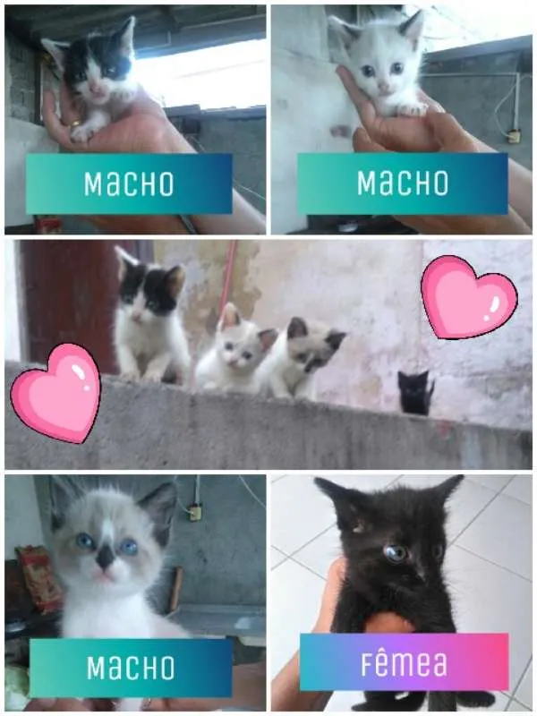 Gato ra a SRD idade 2 a 6 meses nome Adote!!