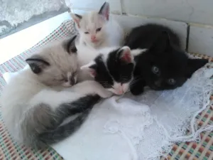Gato raça SRD idade 2 a 6 meses nome Adote!!