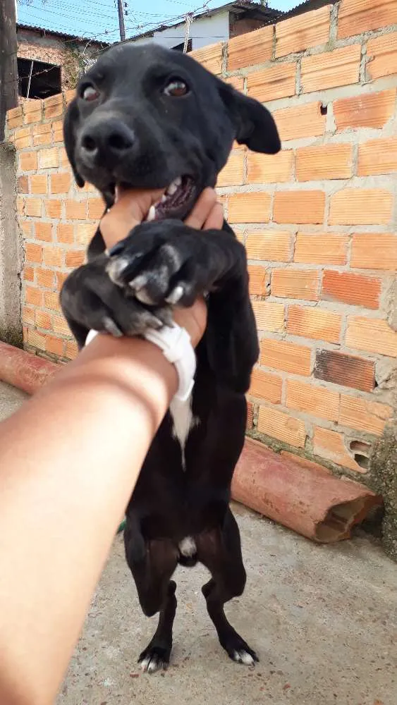 Cachorro ra a Vira Lata idade 7 a 11 meses nome Whoody