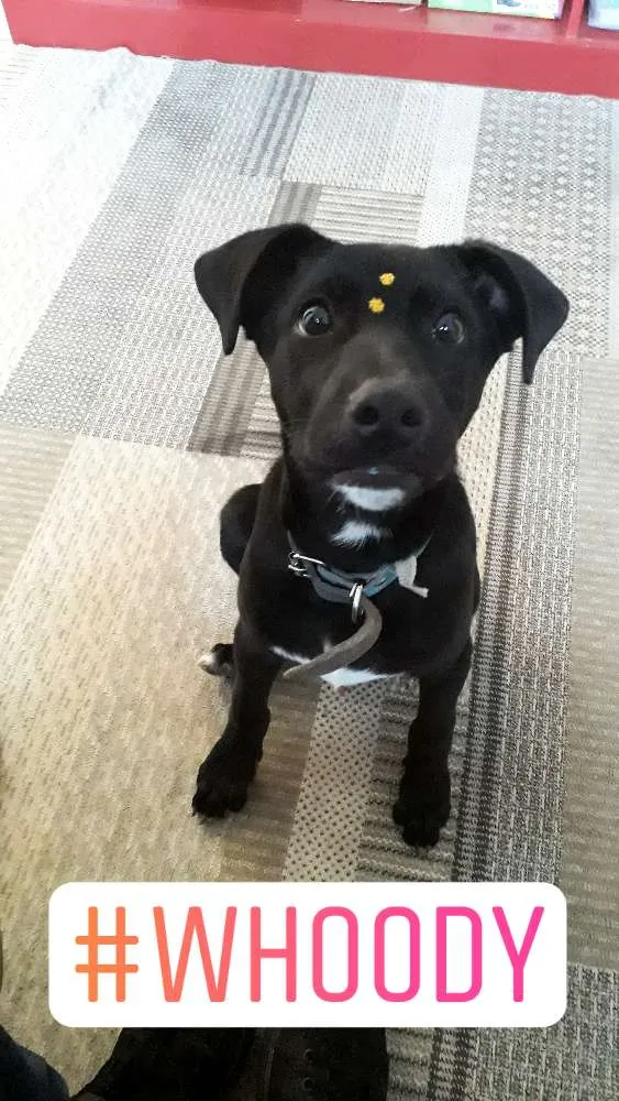 Cachorro ra a Vira Lata idade 7 a 11 meses nome Whoody