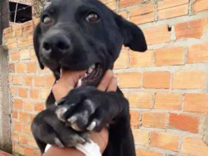 Cachorro raça Vira Lata idade 7 a 11 meses nome Whoody