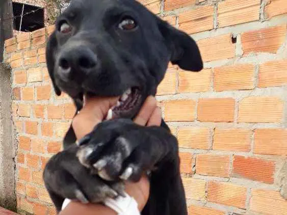 Cachorro ra a Vira Lata idade 7 a 11 meses nome Whoody