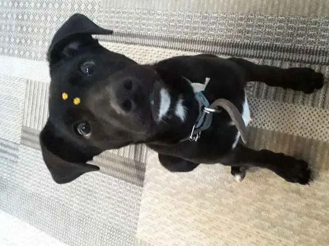 Cachorro ra a Vira Lata idade 7 a 11 meses nome Whoody
