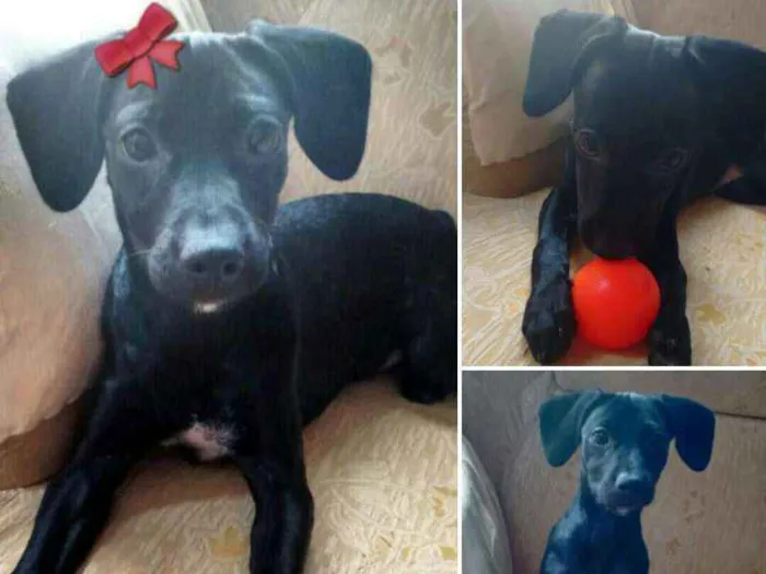 Cachorro ra a SRD idade 2 a 6 meses nome Rabicá