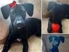 Cachorro raça SRD idade 2 a 6 meses nome Rabicá