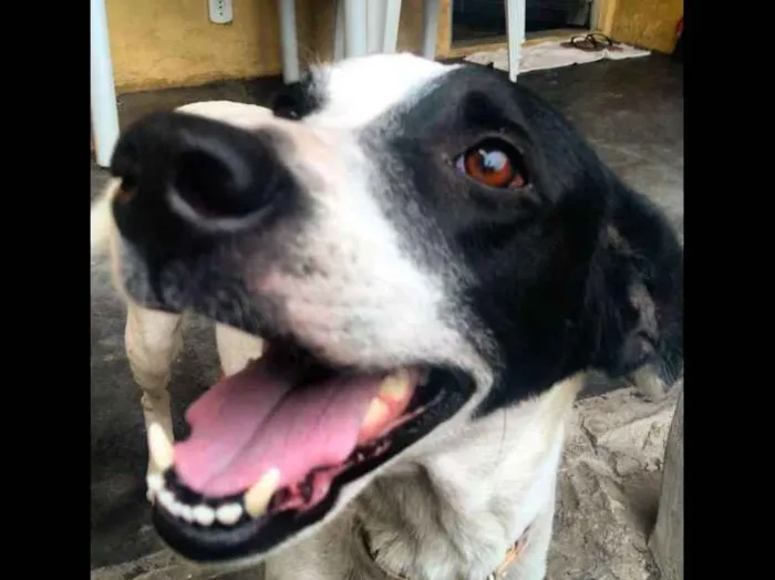Cachorro ra a VIRA LATA idade 2 anos nome BELLE