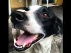 Cachorro raça VIRA LATA idade 2 anos nome BELLE