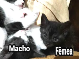 Gato raça  idade Abaixo de 2 meses nome Sem nome