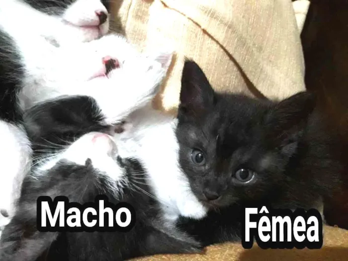 Gato ra a  idade Abaixo de 2 meses nome Sem nome