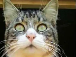 Gato raça SRD idade 2 anos nome Tony