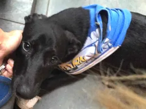Cachorro raça Vira-lata idade  nome Não tem