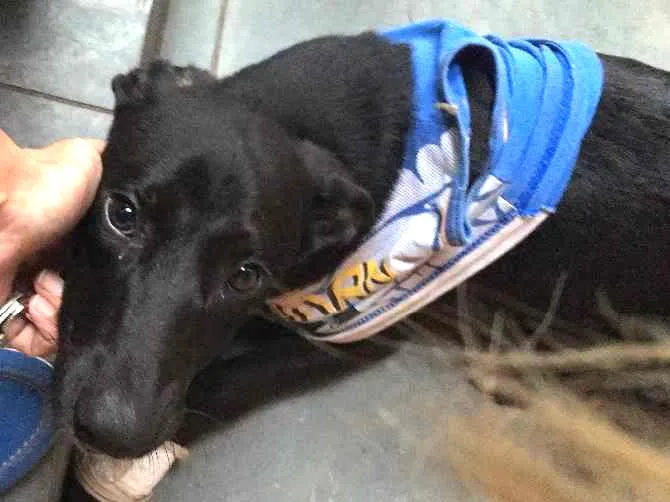 Cachorro ra a Vira-lata idade  nome Não tem
