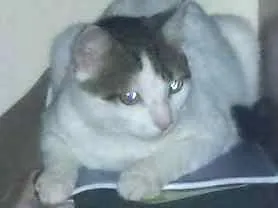 Gato raça Sem raça definiada idade 2 anos nome Oliver