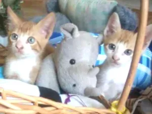 Gato raça SRD idade Abaixo de 2 meses nome Mel