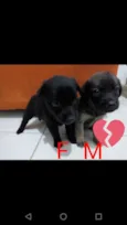 Bolinha