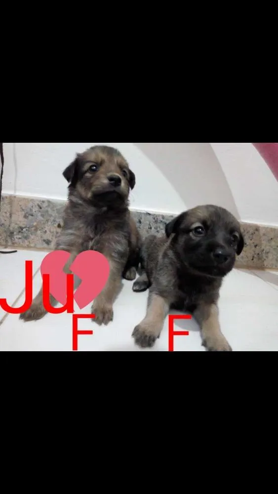 Cachorro raça Vira lata idade Abaixo de 2 meses nome Bolinha