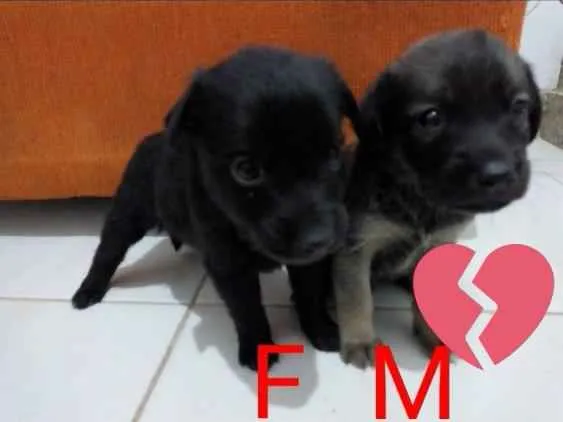 Cachorro raça Vira lata idade Abaixo de 2 meses nome Bolinha