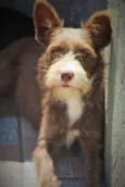 Cacau Pequena
