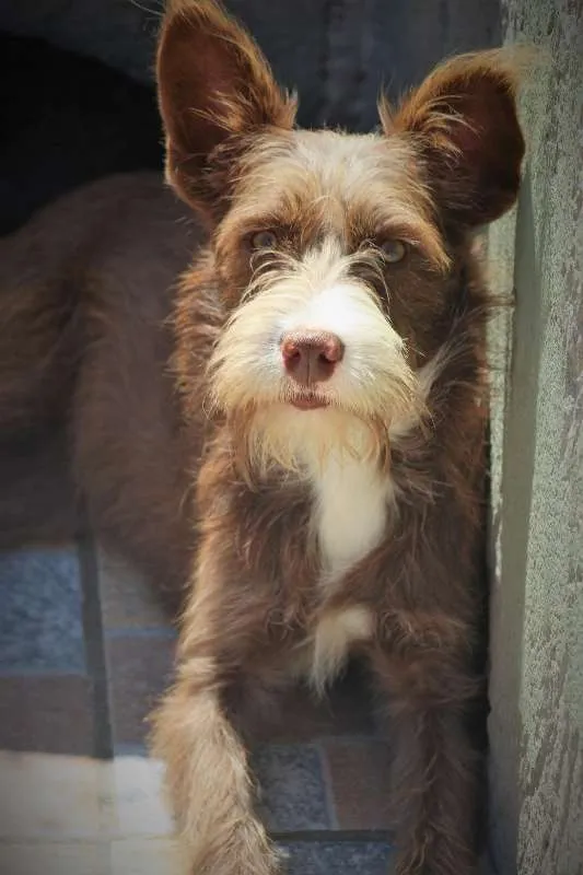 Cachorro ra a  idade 1 ano nome Cacau Pequena