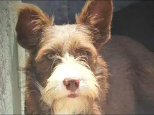 Cachorro raça  idade 1 ano nome Cacau Pequena