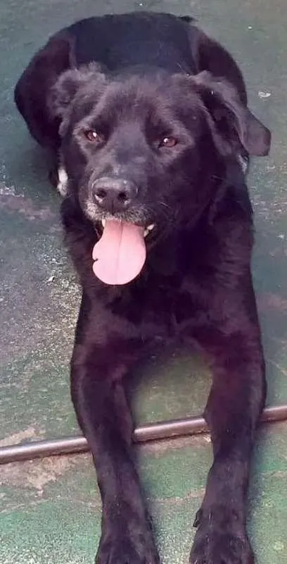 Cachorro raça Labrador  idade  nome Negão
