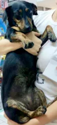 Penélope Pequena