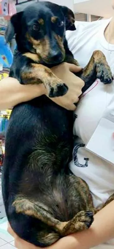 Cachorro ra a  idade 2 anos nome Penélope Pequena