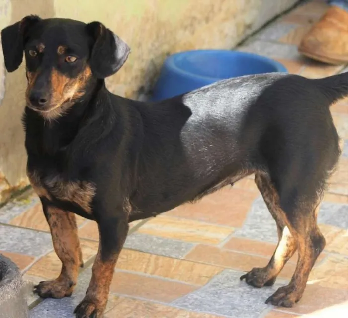 Cachorro ra a  idade 2 anos nome Penélope Pequena
