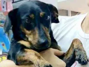 Cachorro raça  idade 2 anos nome Penélope Pequena