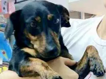 Cachorro ra a  idade 2 anos nome Penélope Pequena