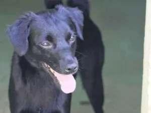 Cachorro raça  idade 3 anos nome Bongo Pequeno
