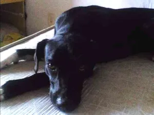 Cachorro raça Vira lata idade 2 a 6 meses nome Ravena
