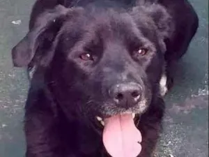 Cachorro raça Labrador  idade  nome Negão