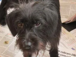 Cachorro raça  idade 2 anos nome Princesa Pequena