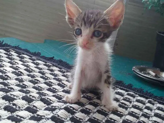 Gato raça Siamês misturado idade Abaixo de 2 meses nome Sem nome