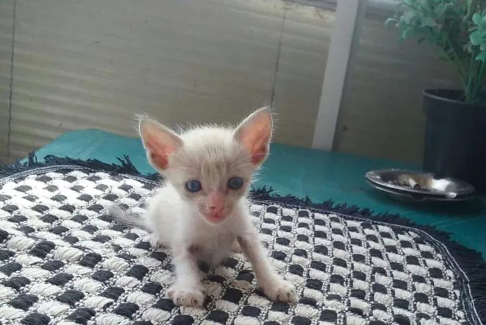 Gato raça Siamês misturado idade Abaixo de 2 meses nome Sem nome