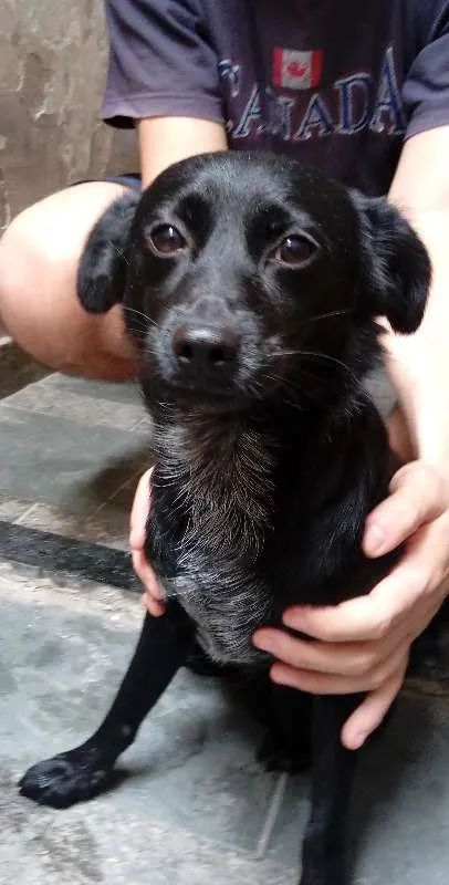 Cachorro ra a SRD idade 7 a 11 meses nome Bob