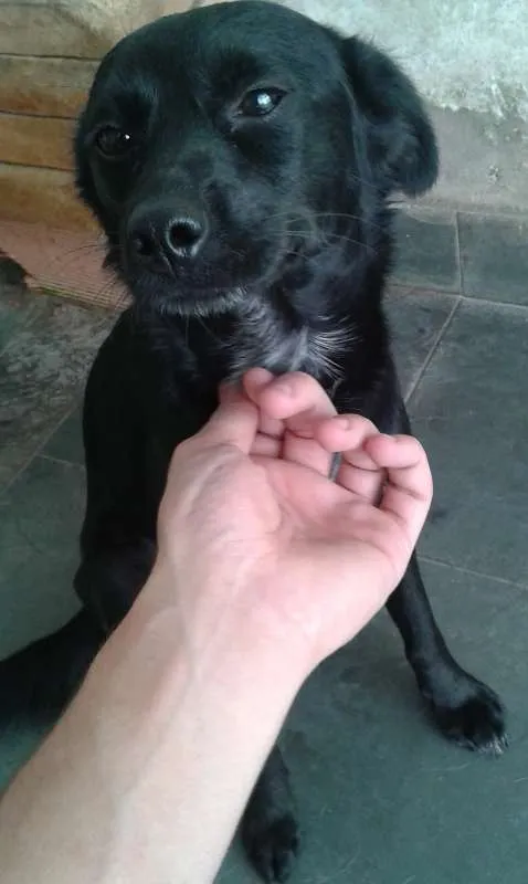 Cachorro ra a SRD idade 7 a 11 meses nome Bob