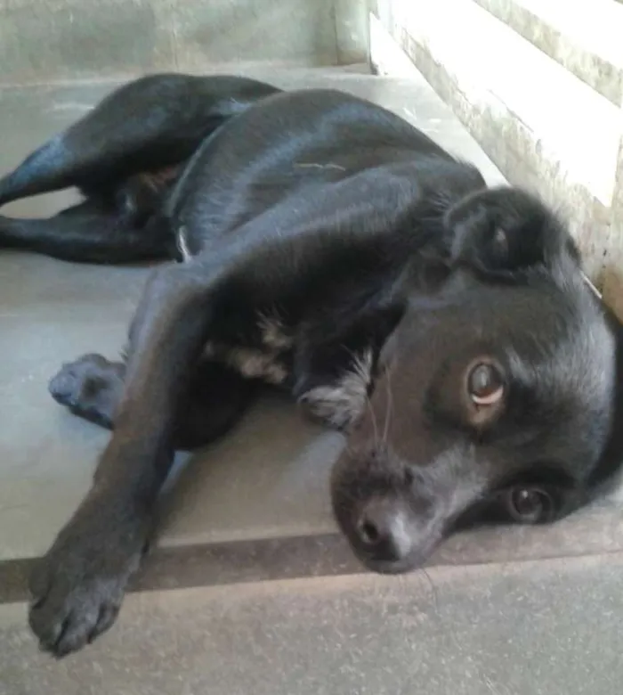 Cachorro ra a SRD idade 7 a 11 meses nome Bob