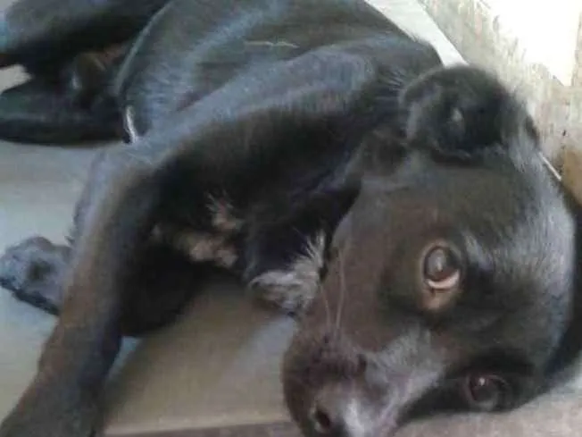 Cachorro ra a SRD idade 7 a 11 meses nome Bob