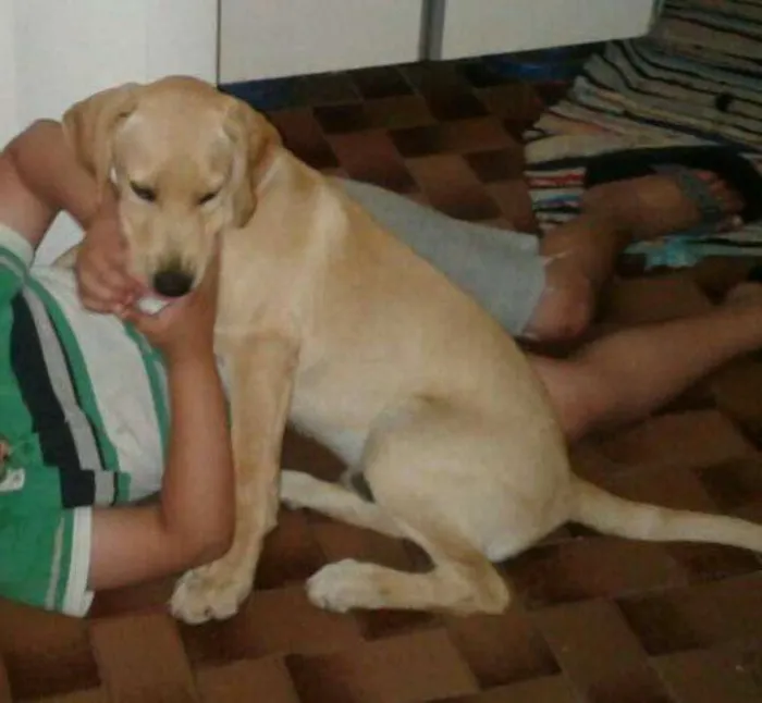 Cachorro ra a misturado idade 2 anos nome Tandy e Laila