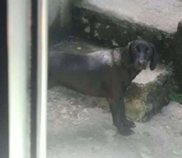 Cachorro ra a misturado idade 2 anos nome Tandy e Laila