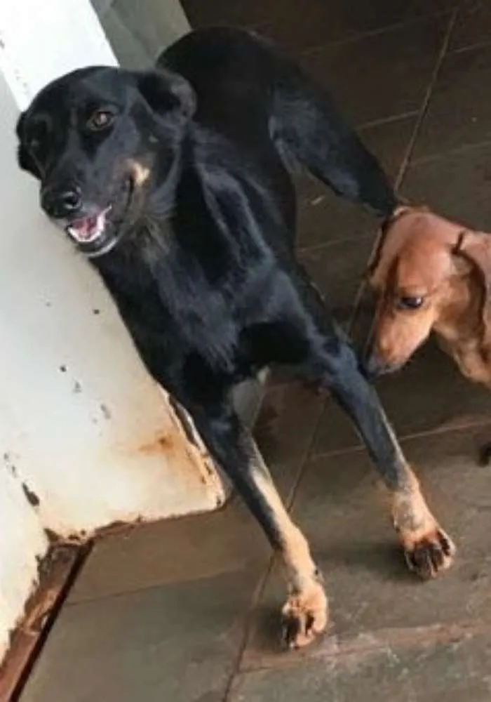 Cachorro ra a Srd idade 2 anos nome Preta