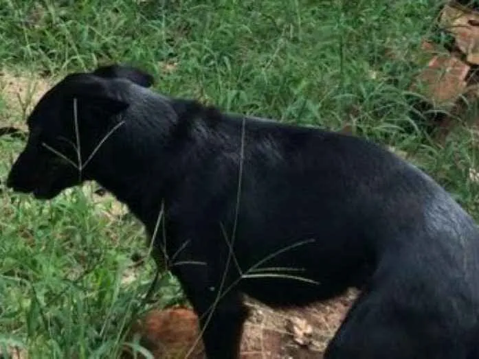 Cachorro ra a Srd idade 2 anos nome Preta