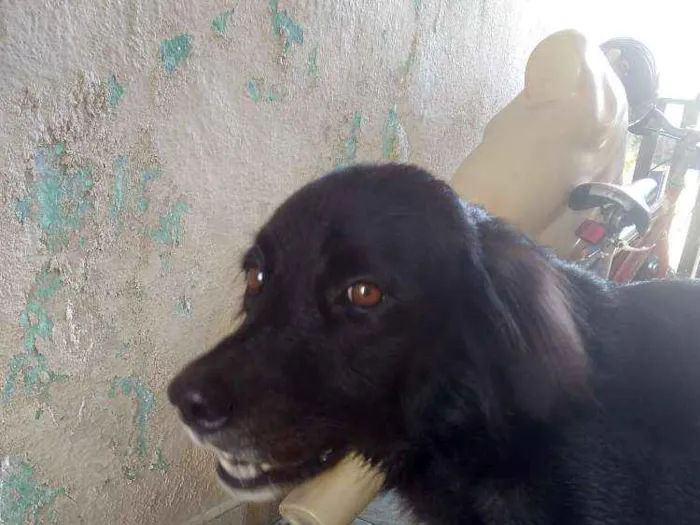 Cachorro ra a Vira lata  idade 2 anos nome Amy