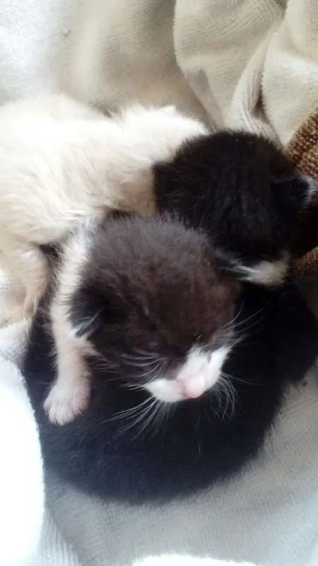 Gato ra a sdr idade Abaixo de 2 meses nome gato