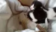gato