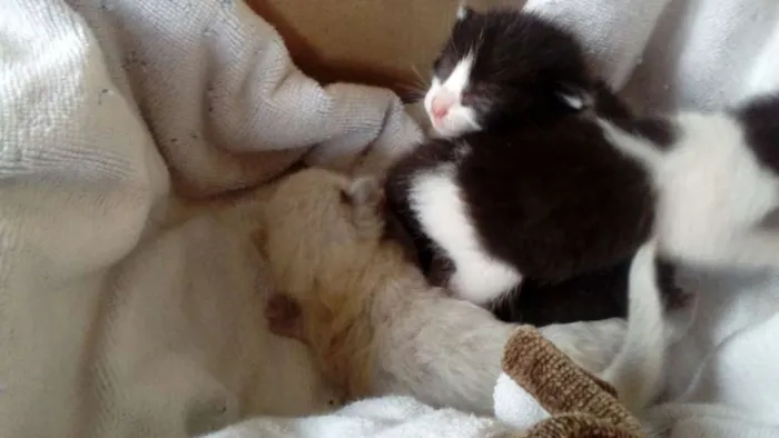 Gato ra a sdr idade Abaixo de 2 meses nome gato