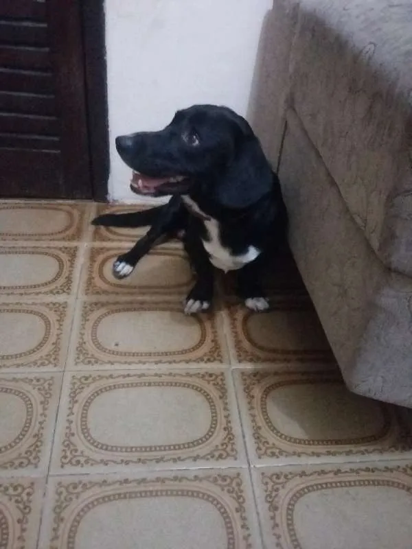 Cachorro raça vira lata idade 2 anos nome snoppy