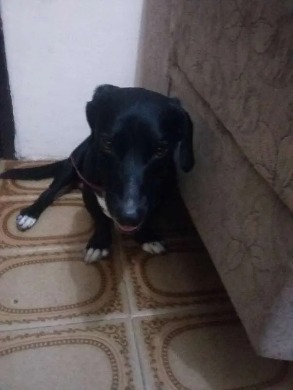 Cachorro raça vira lata idade 2 anos nome snoppy